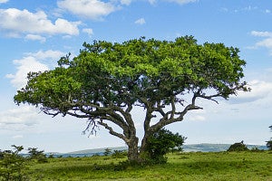 Photo of a large, green African tree against a blue sky. 