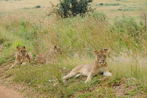 Photo of female lions at rest on safari.