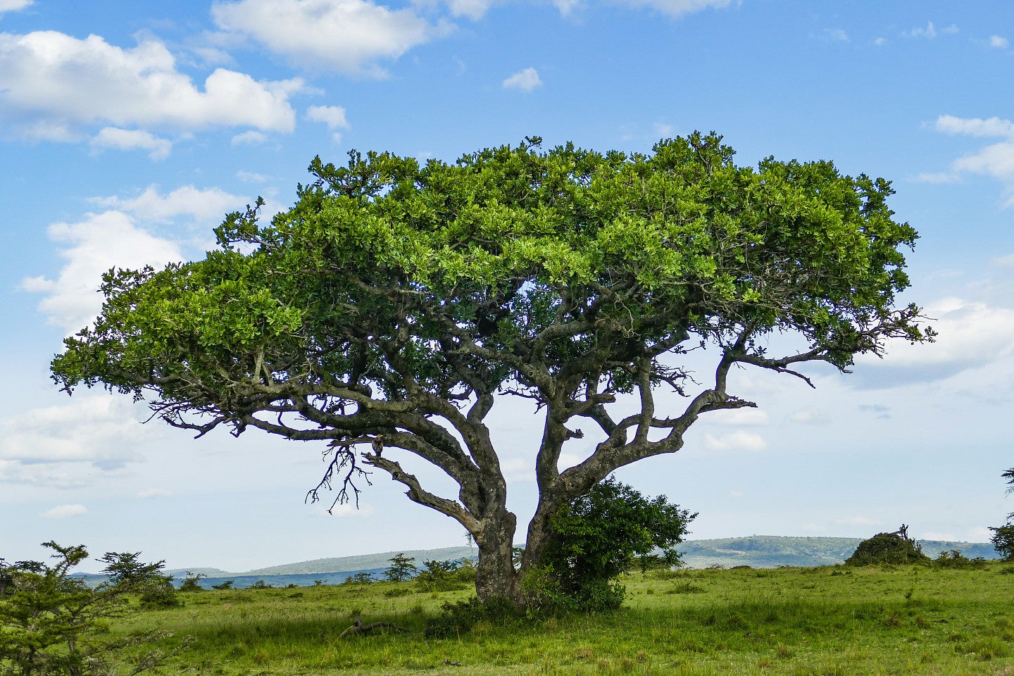 Photo of a large, green African tree against a blue sky.