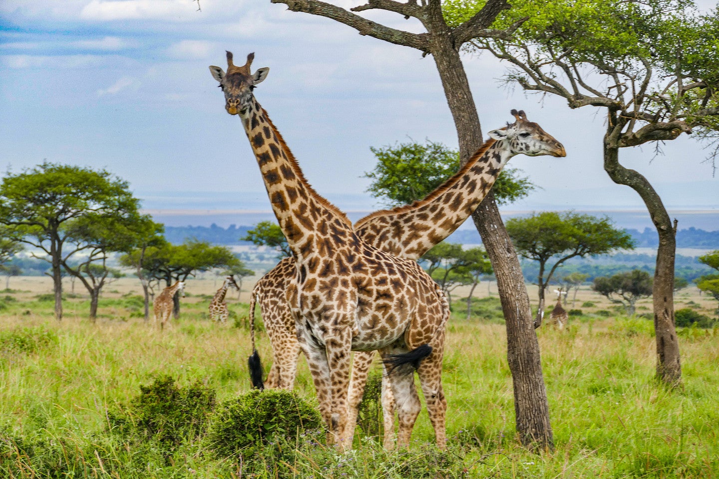 Photo of giraffes, two in the foreground and two in the background, on safari. The two giraffes in the foreground are leaning in opposite directions to eat and watch for predators.