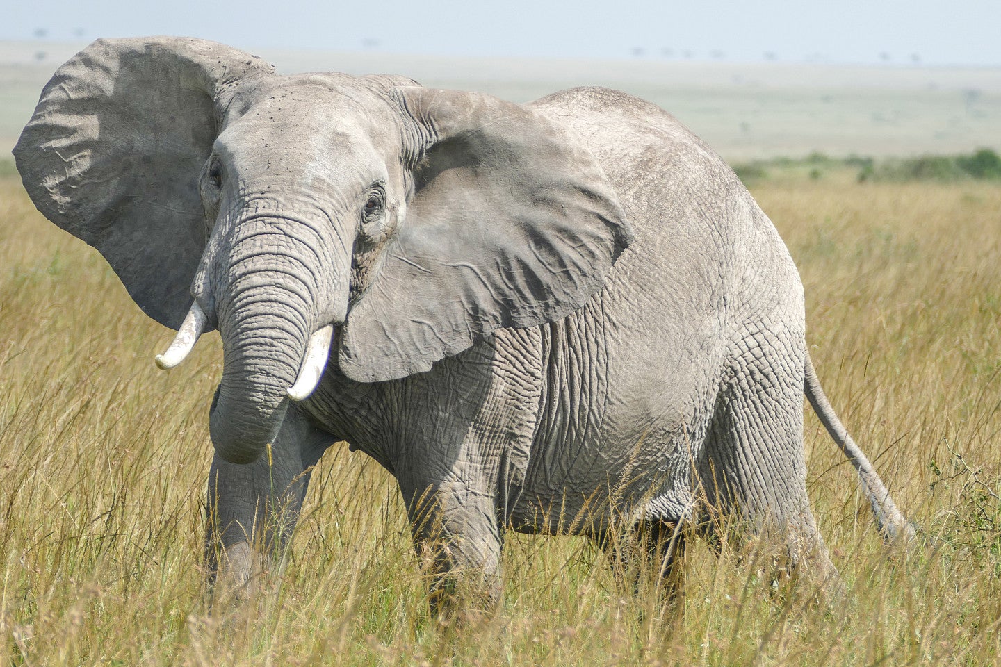 Photo of an African Elephant during a safari.