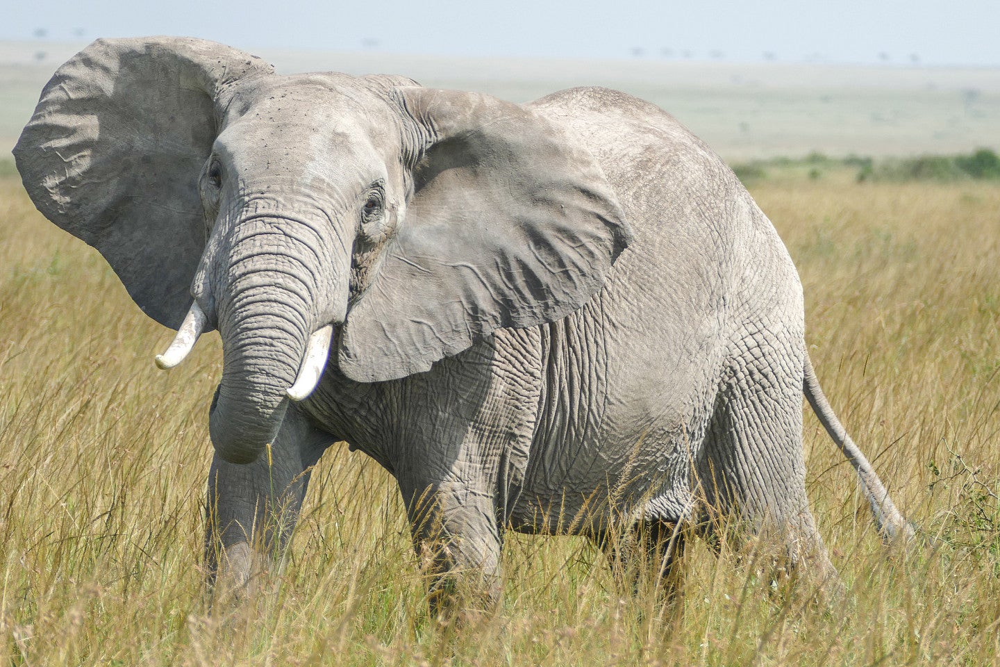 Photo of an African Elephant during a safari. 