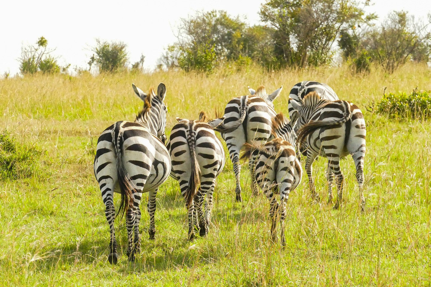 Photos of zebras from behind.