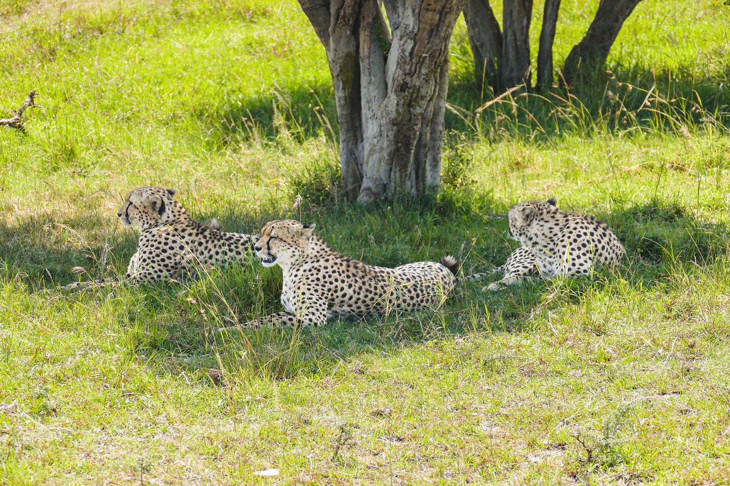 Photo of cheetahs at rest on safari. Resting under the shade of a large tree. 