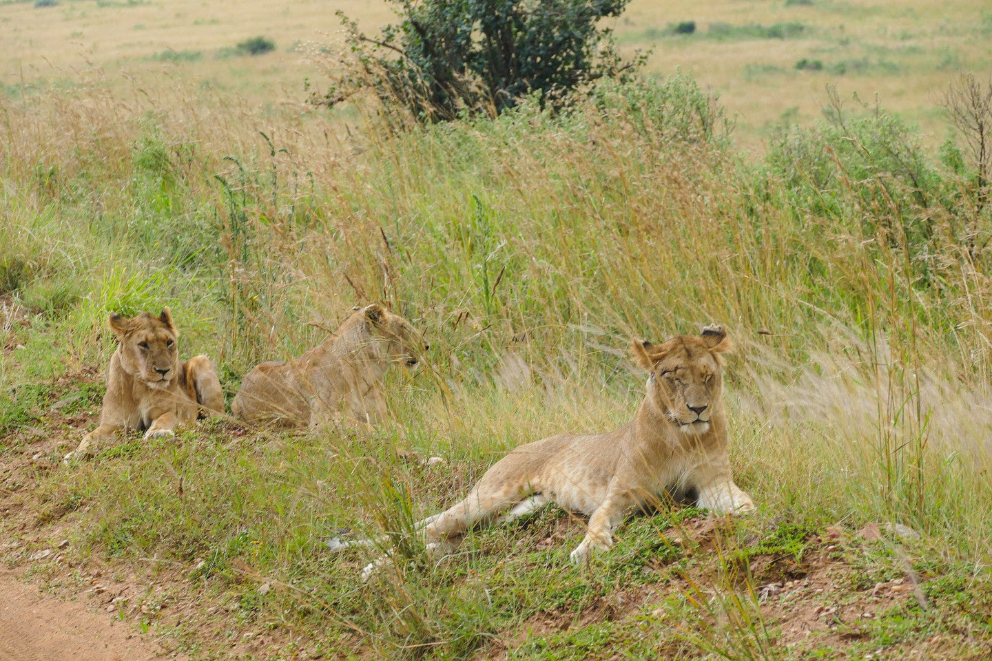 Photo of female lions at rest on safari.