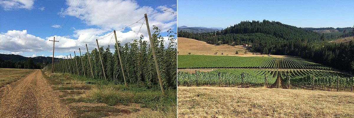 hops farm, vineyard