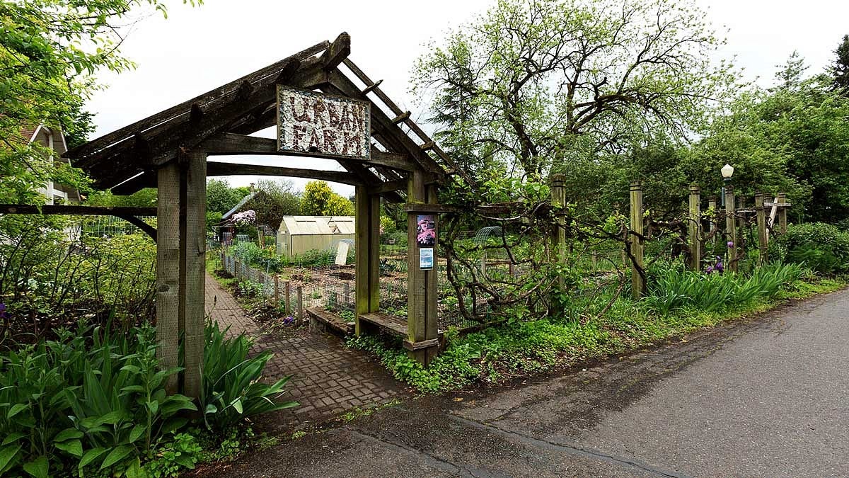 The Urban Farm