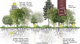 graphic of trees and root system