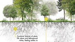 Graphic of trees and root system