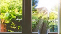plant on window sill in sunlight