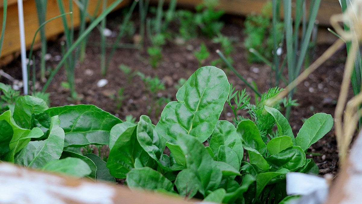 Photo of leafy greens in a raised garden bed