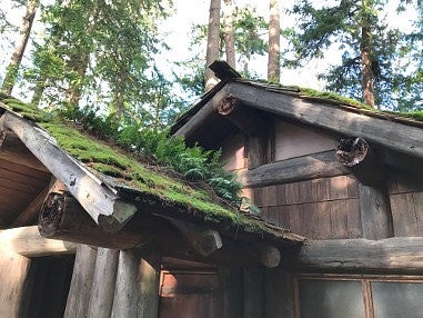 Photograph of an old state park building with moss growing in the shingles. Taken from the ground at an angle and looking up into the roof line of a building. Shows green moss and ferns growing out the roof and evergreen trees in the background. 