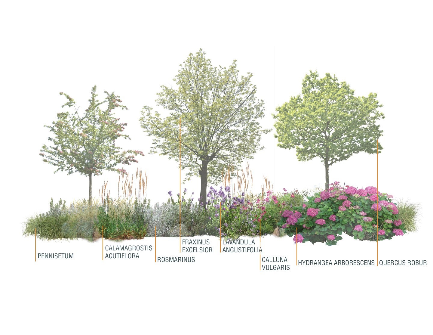 Rendering of the local flora to be used with the WAVE facility. Shows trees, grasses and other plants. 