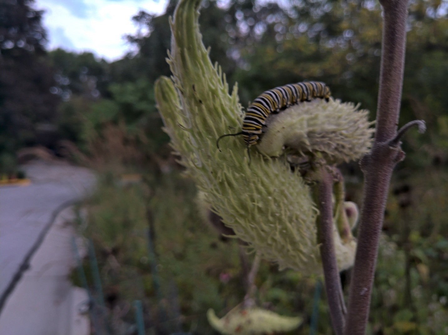 Photograph of a monarch butterfly catapiller on an unidentified plant. 