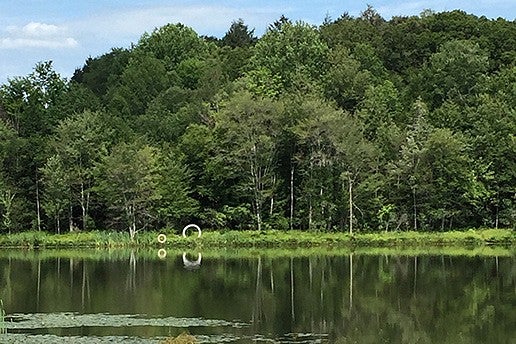 lake and trees