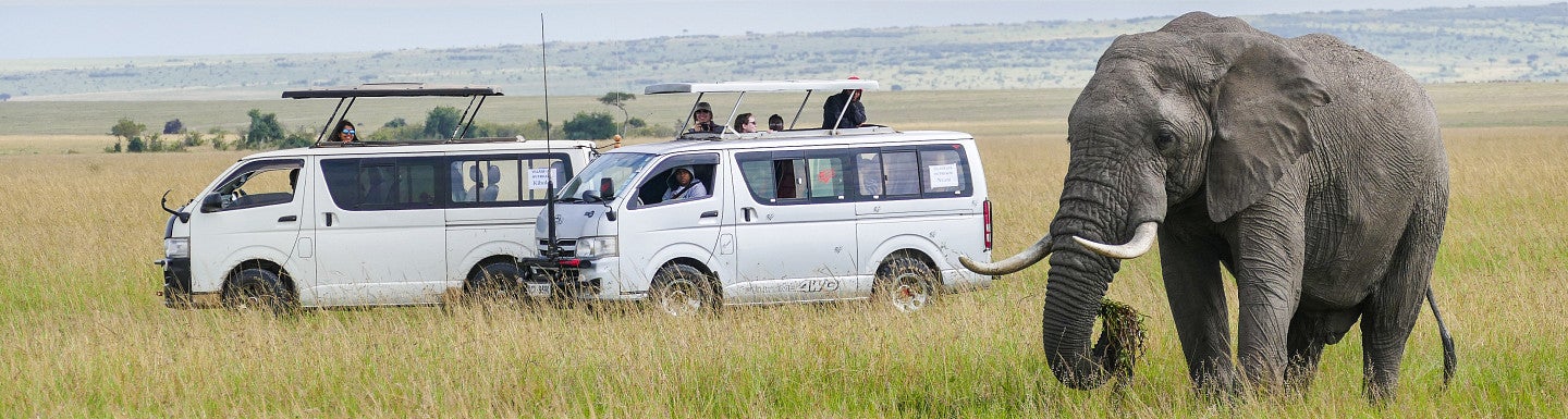 Photo of an African elephant near two safari vans. 