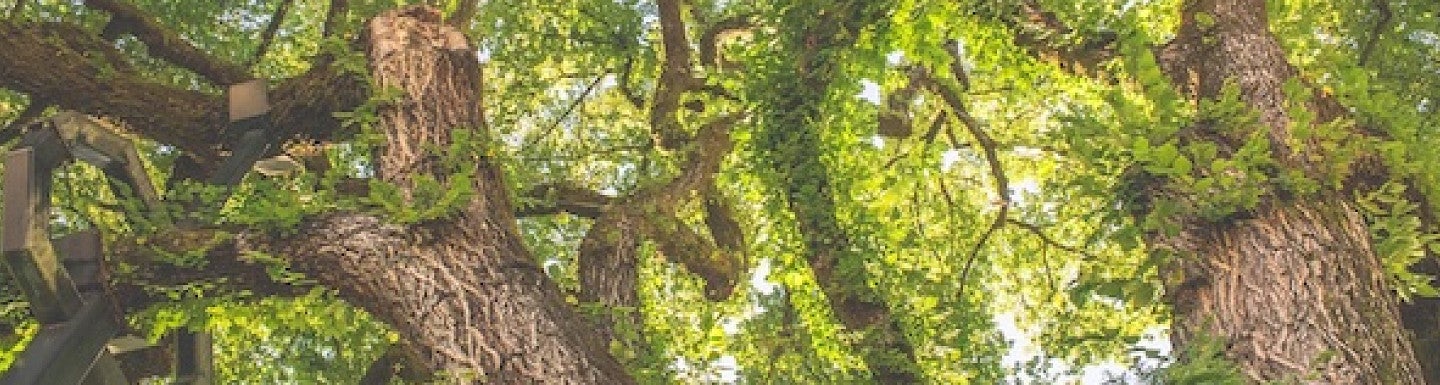 Tree canopy