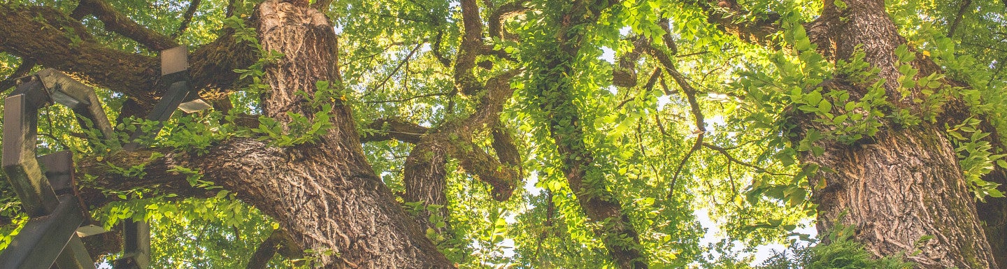 Larger tree image for the website. Decorative. 