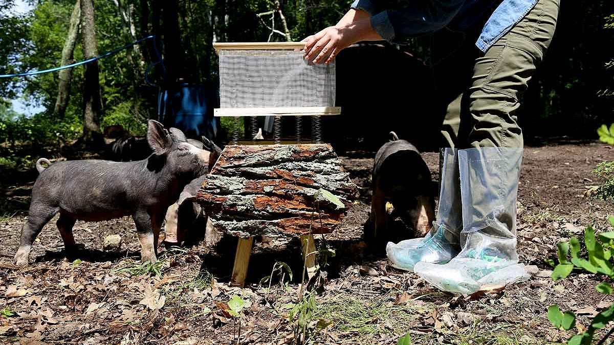 pig and wooden contraption